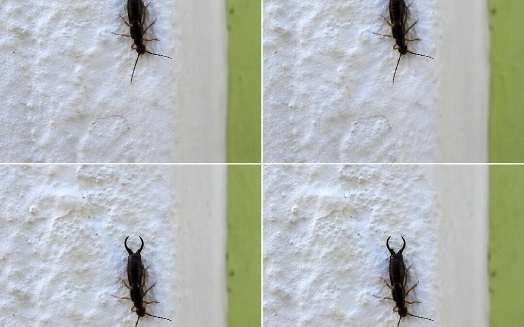 Warning: If You Find This Insect in Your Home, Don’t Panic — But Don’t Ignore What It May Be Telling…