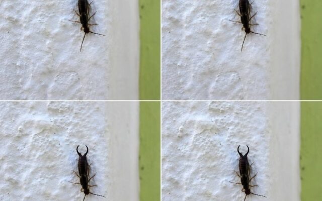 Warning: If You Find This Insect in Your Home, Don’t Panic — But Don’t Ignore What It May Be Telling…