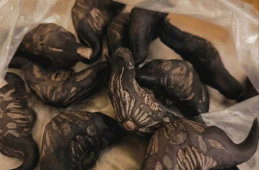 Neighbor Gave Me a Bag of These …What Are They, and How Do You Eat Them .first comment