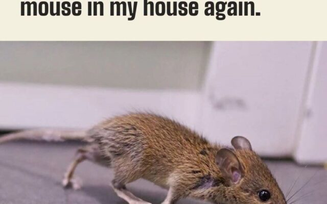 Try this to keep out mice.